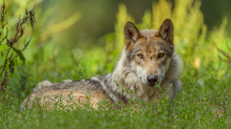 Eurasian Wolf (Canis lupus lupus), Raimund Linke, Getty Images